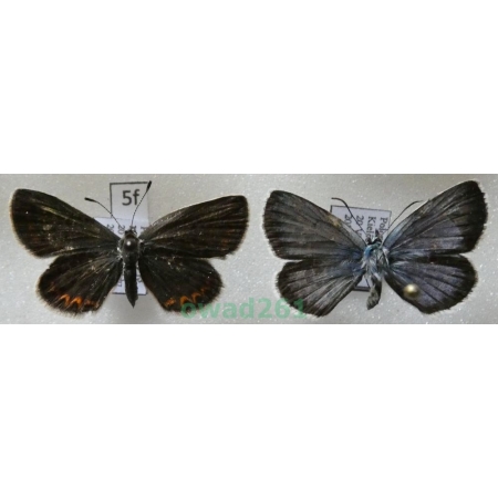 Plebejus argus (Linnaeus, 1758) pair Poland5f